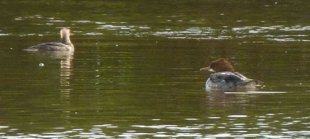 Common Merganser - Bill Pranty