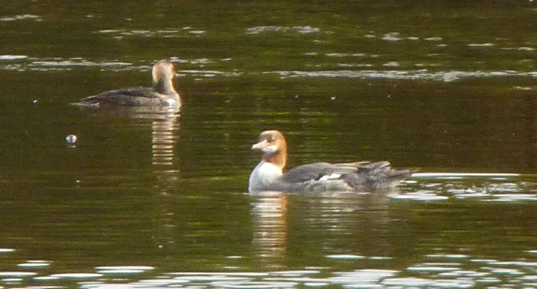 Common Merganser - ML40996291