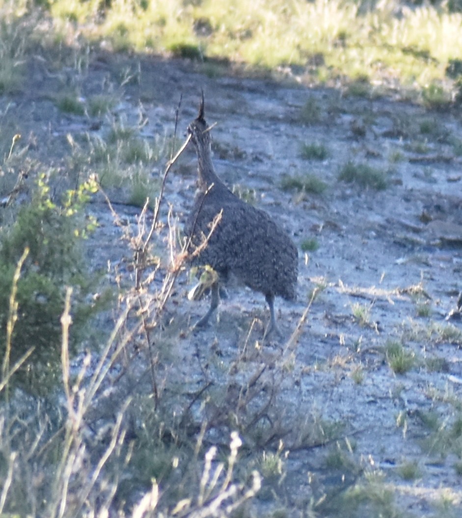 Elegant Crested-Tinamou - irma melo