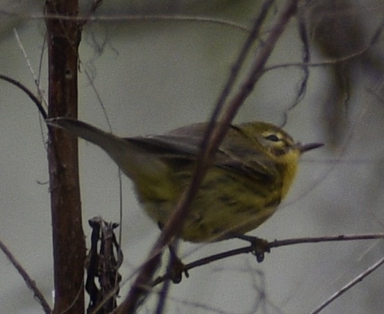 Prairie Warbler - ML409963471