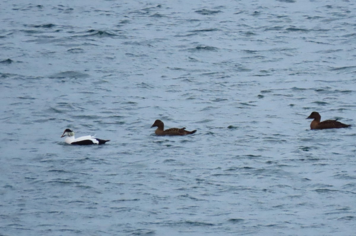 Common Eider - Claudius  Feger