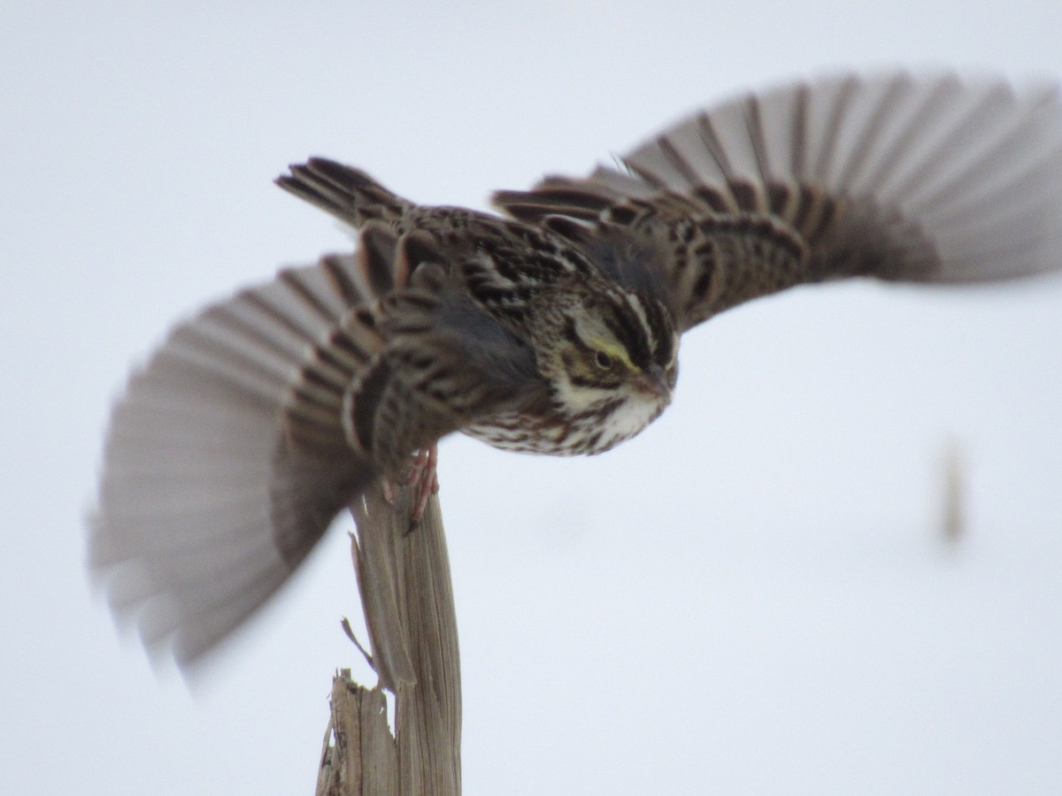 Savannah Sparrow - ML409965901