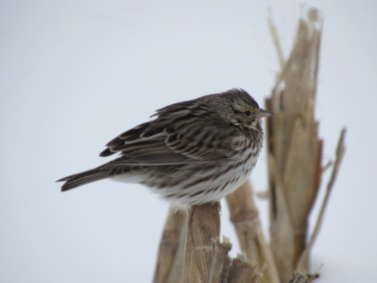 Savannah Sparrow - ML409966131