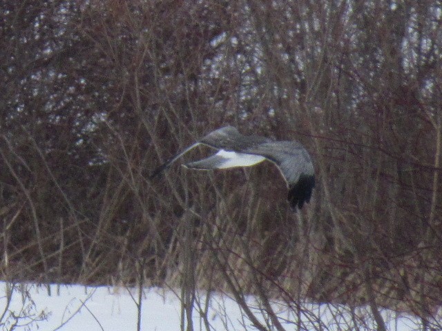 Northern Harrier - ML409966281