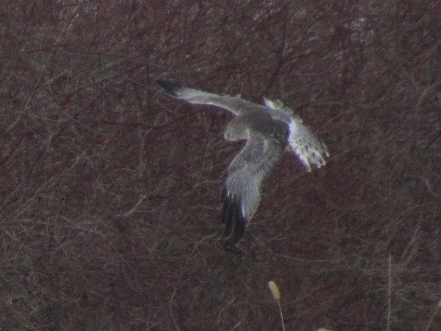 Northern Harrier - ML409966291