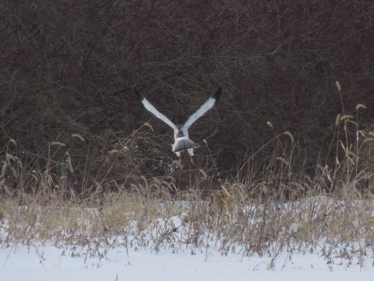 Northern Harrier - Meg Glines