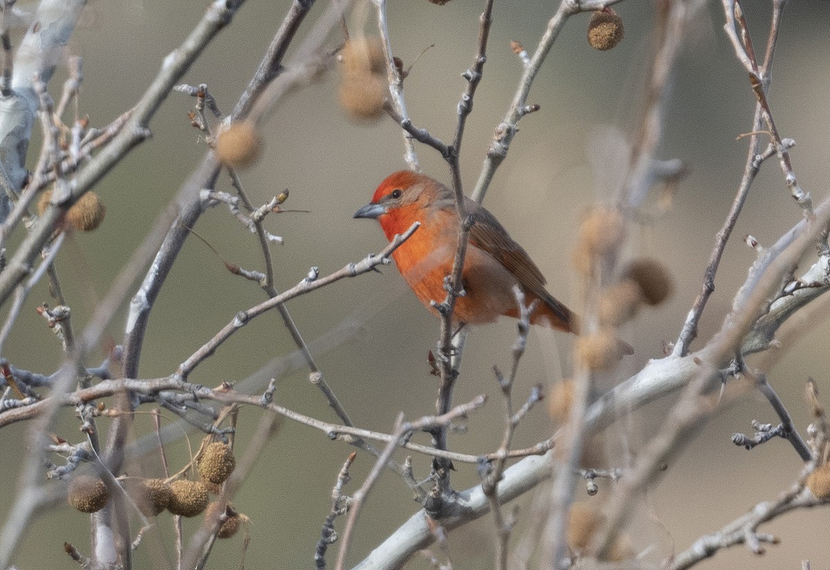 Hepatic Tanager - ML409968221