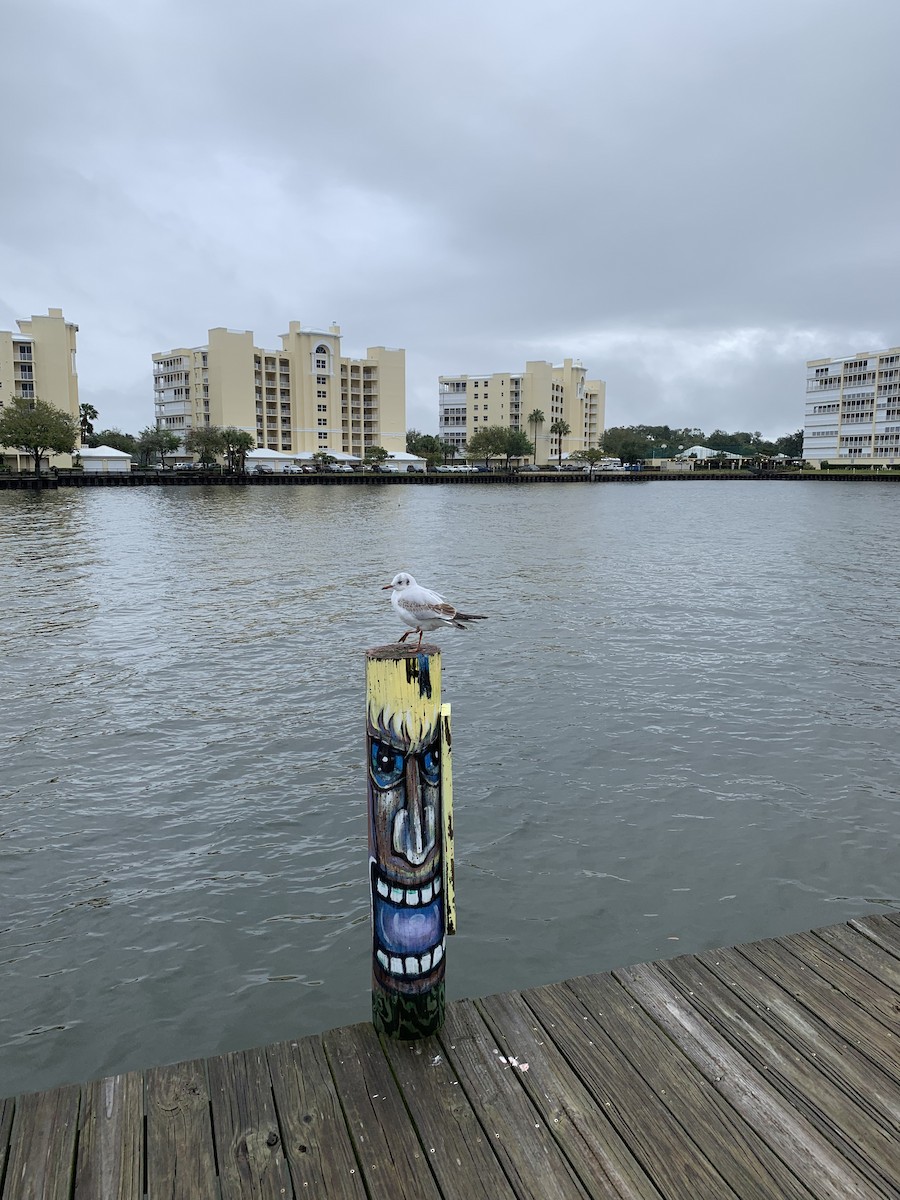 Black-headed Gull - ML409968311