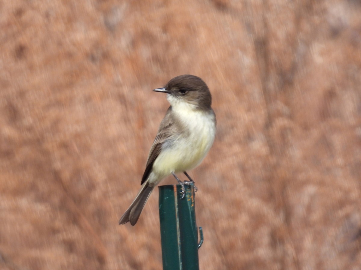 Eastern Phoebe - ML409969941