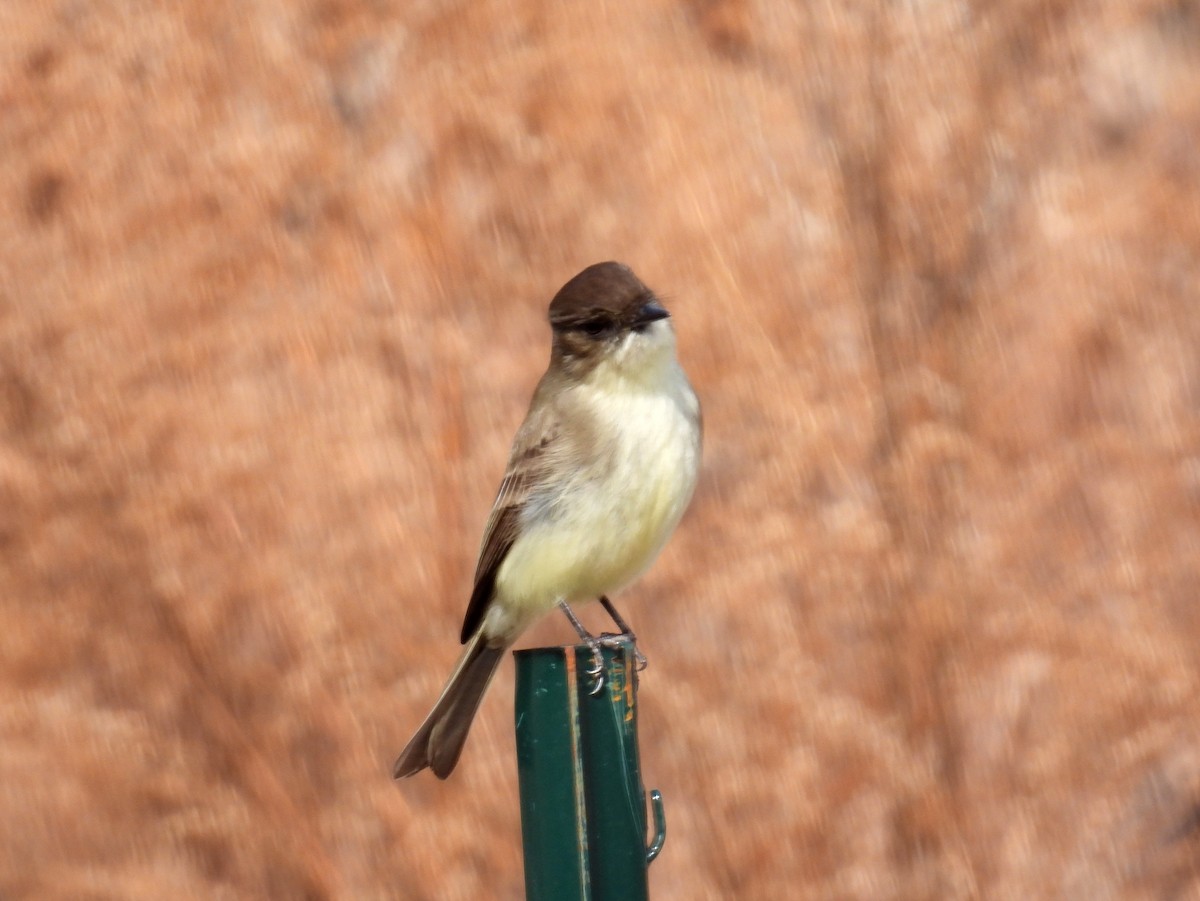 Eastern Phoebe - ML409969961