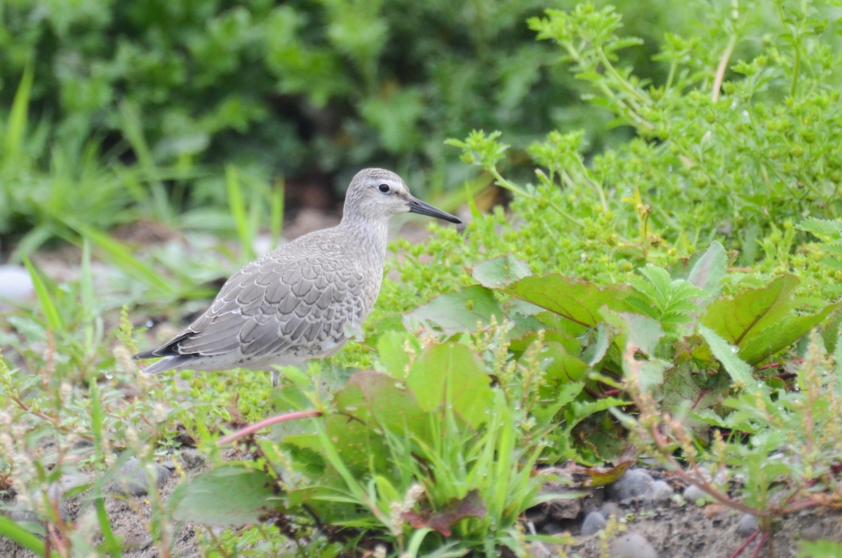 Red Knot - ML409970191