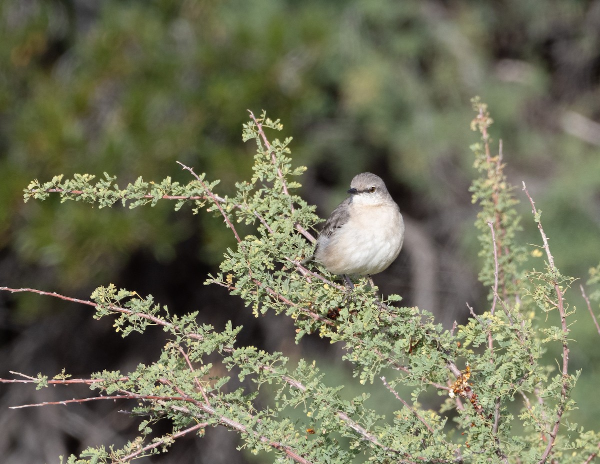 Northern Mockingbird - Jan Allen