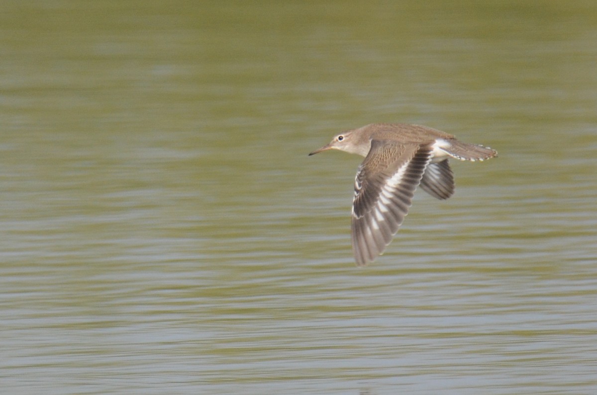 Spotted Sandpiper - ML409970331