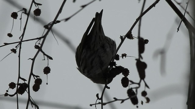 Eurasian Siskin - ML409970431