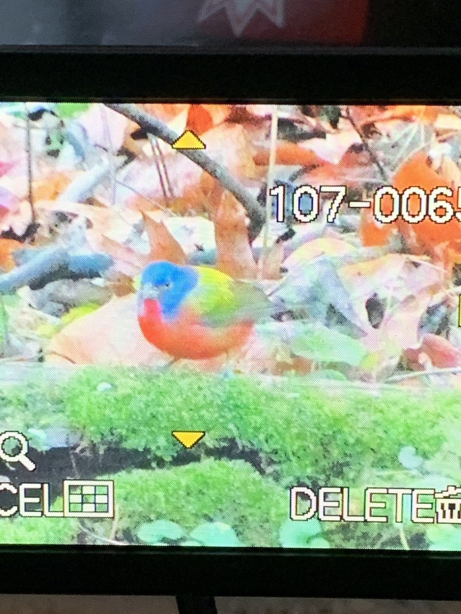 Painted Bunting - ML409970891