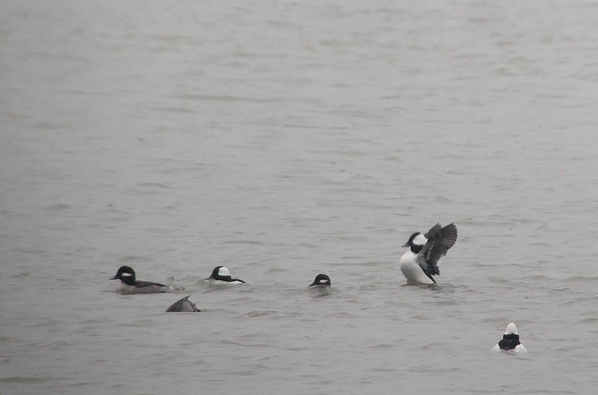 Bufflehead - ML40997351