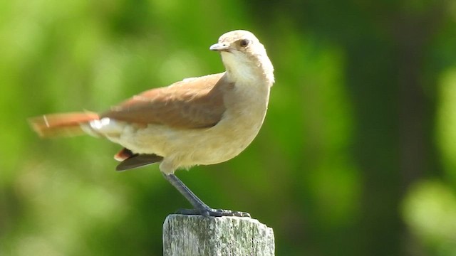 Rufous Hornero - ML409974131