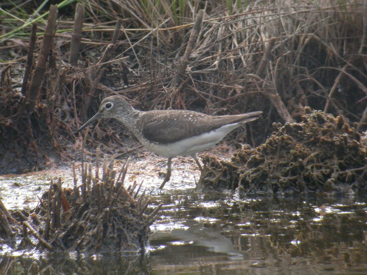 Solitary Sandpiper - Stephen Davies