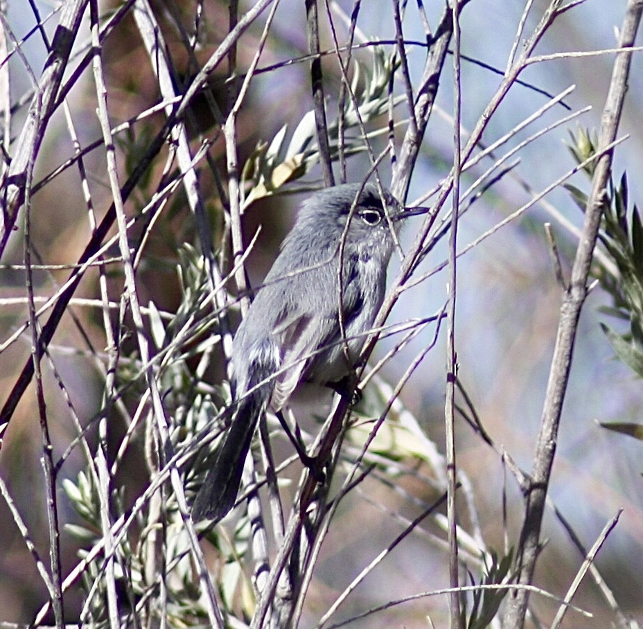 Black-tailed Gnatcatcher - Jason Steed