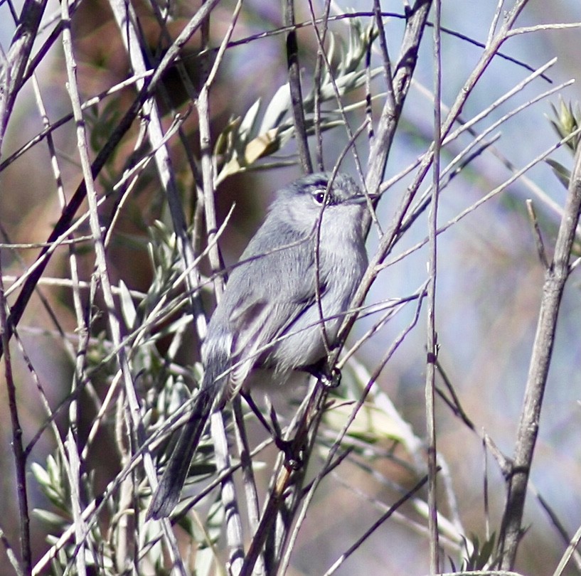 Black-tailed Gnatcatcher - Jason Steed