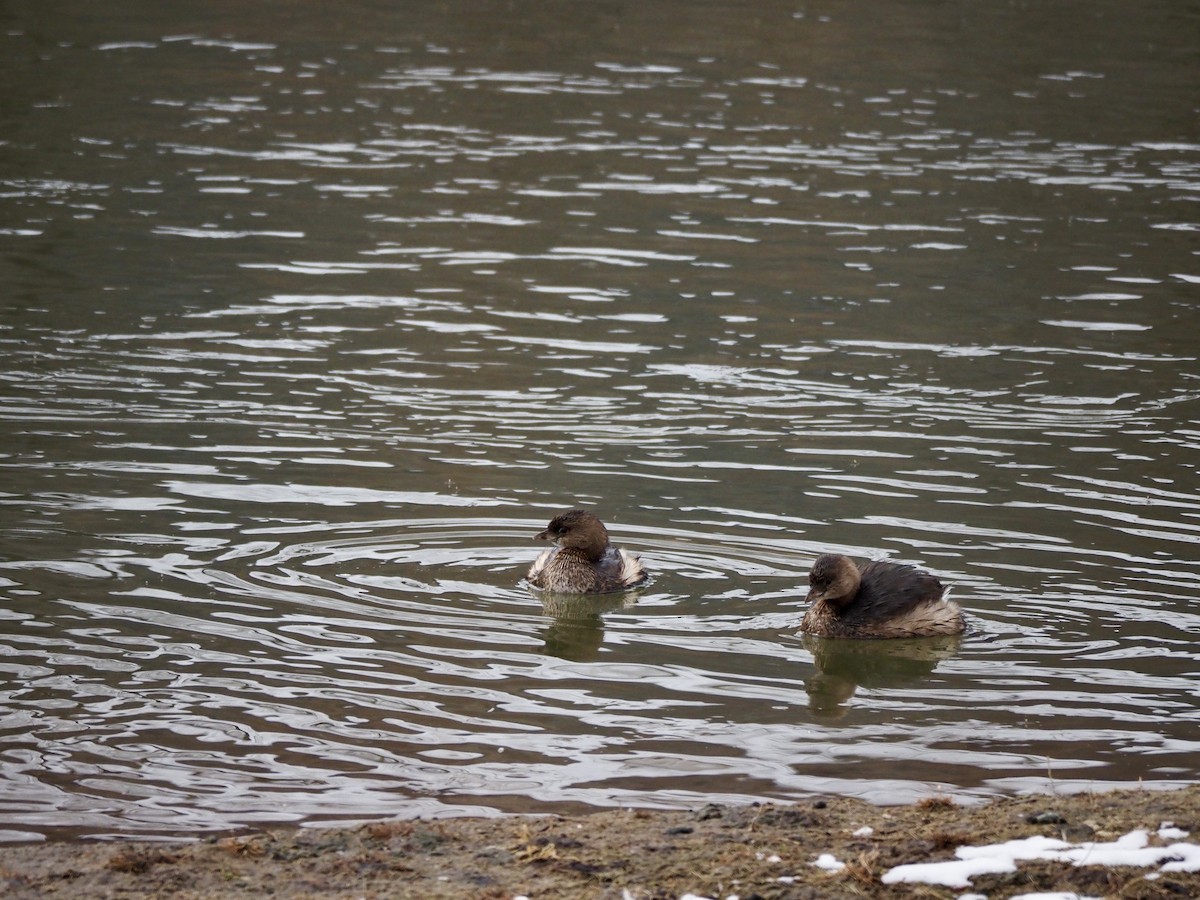 Pied-billed Grebe - Bob D'Antonio