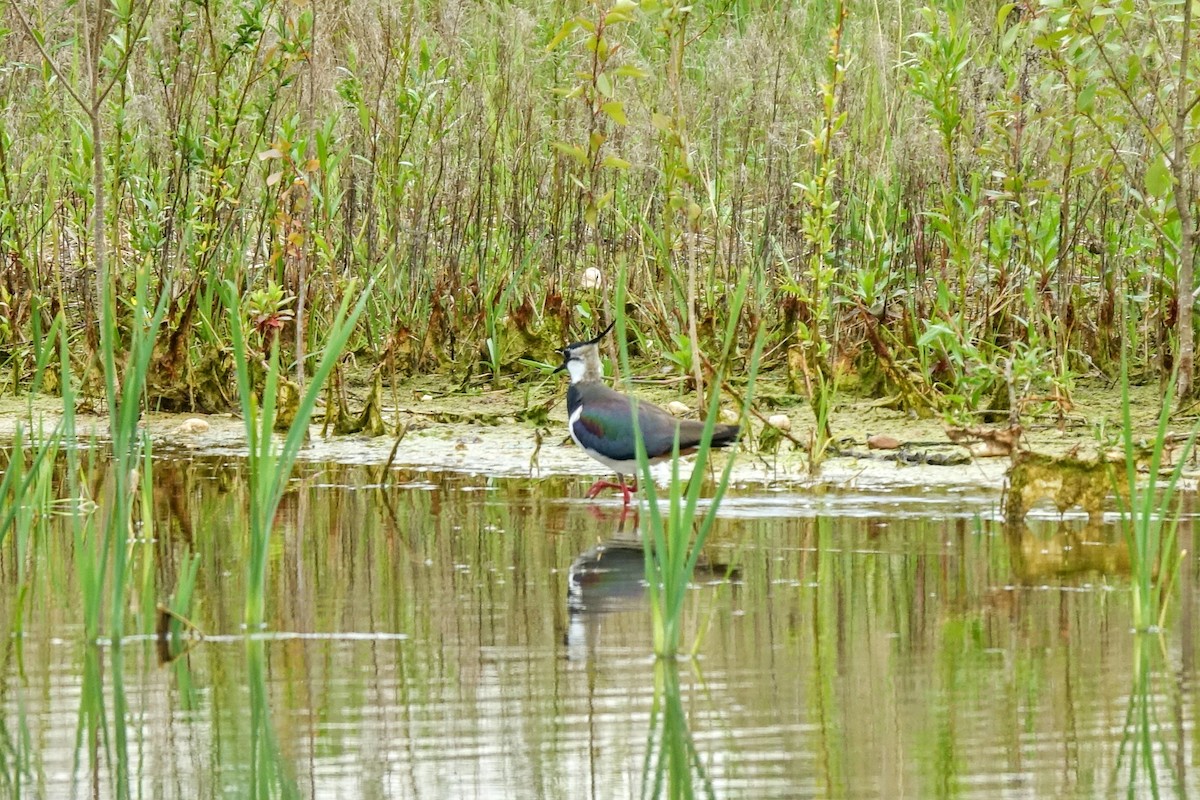 Northern Lapwing - ML409976591