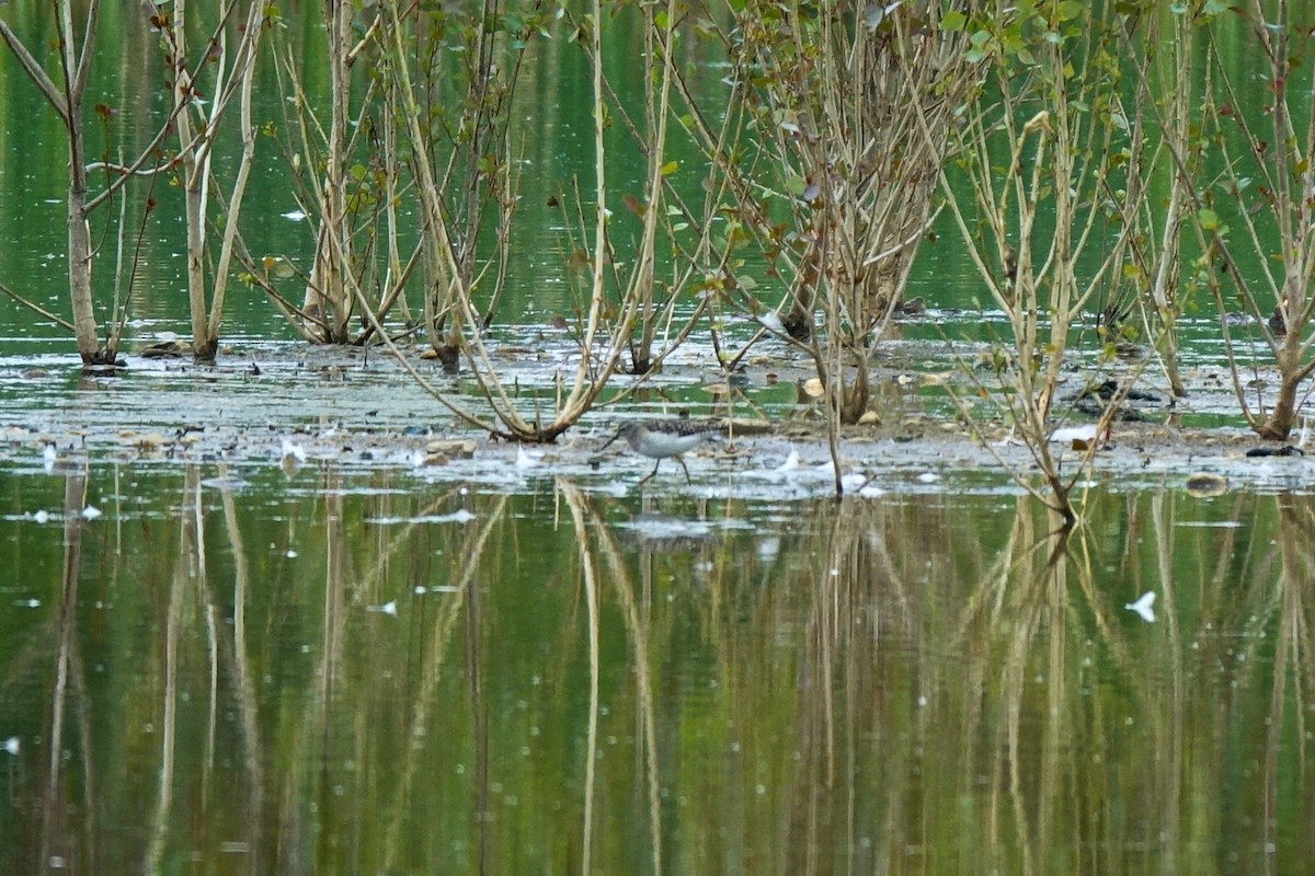 Wood Sandpiper - ML409976641