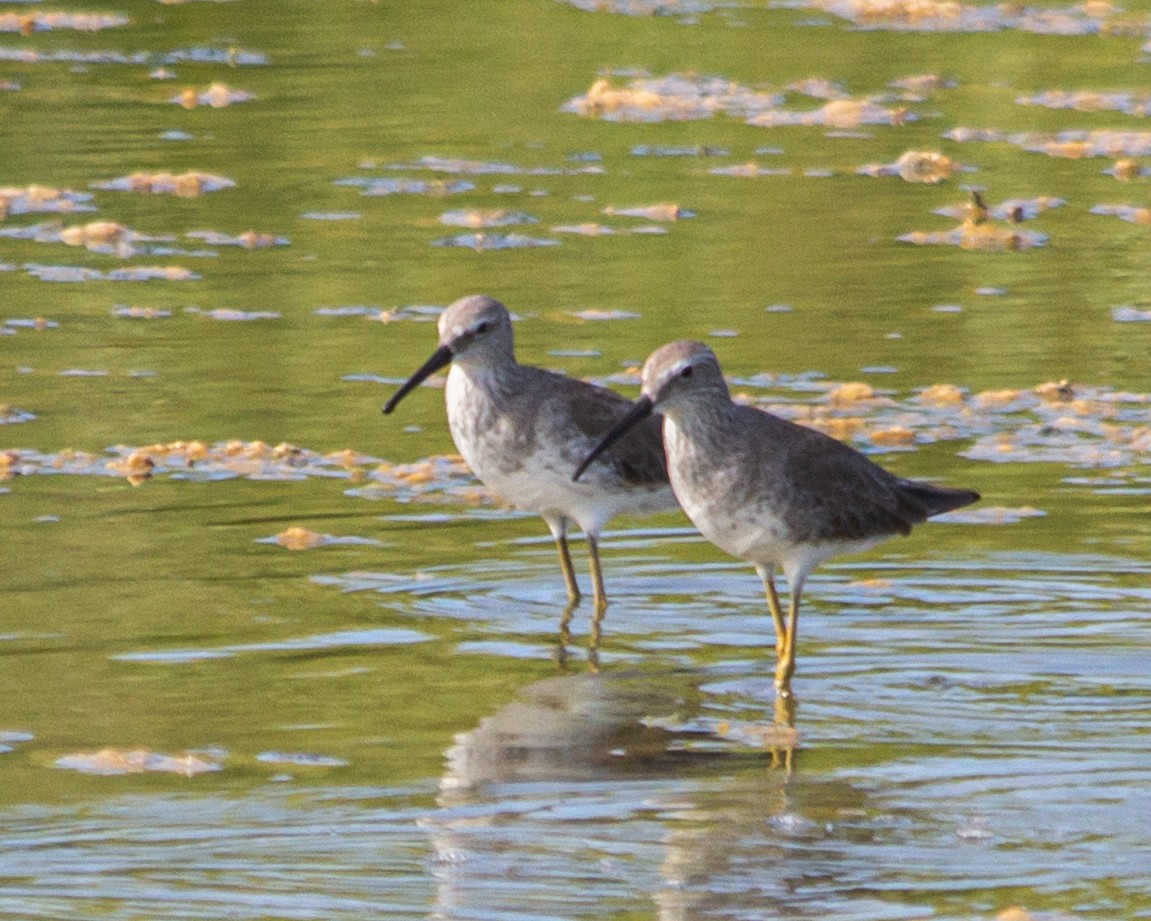 Stilt Sandpiper - ML409976811