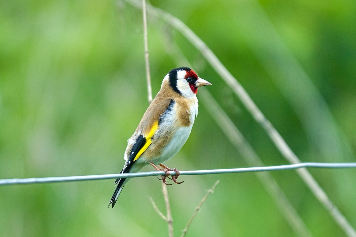 European Goldfinch - ML409976911