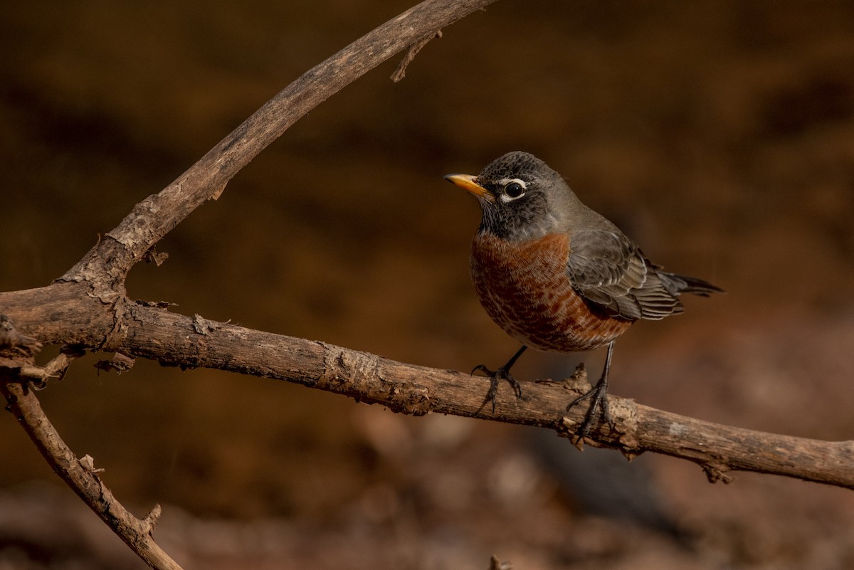 American Robin - ML409977001