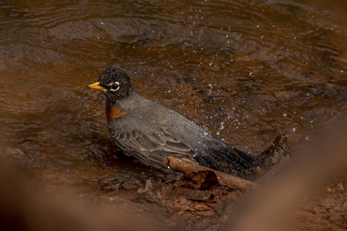 American Robin - ML409977041