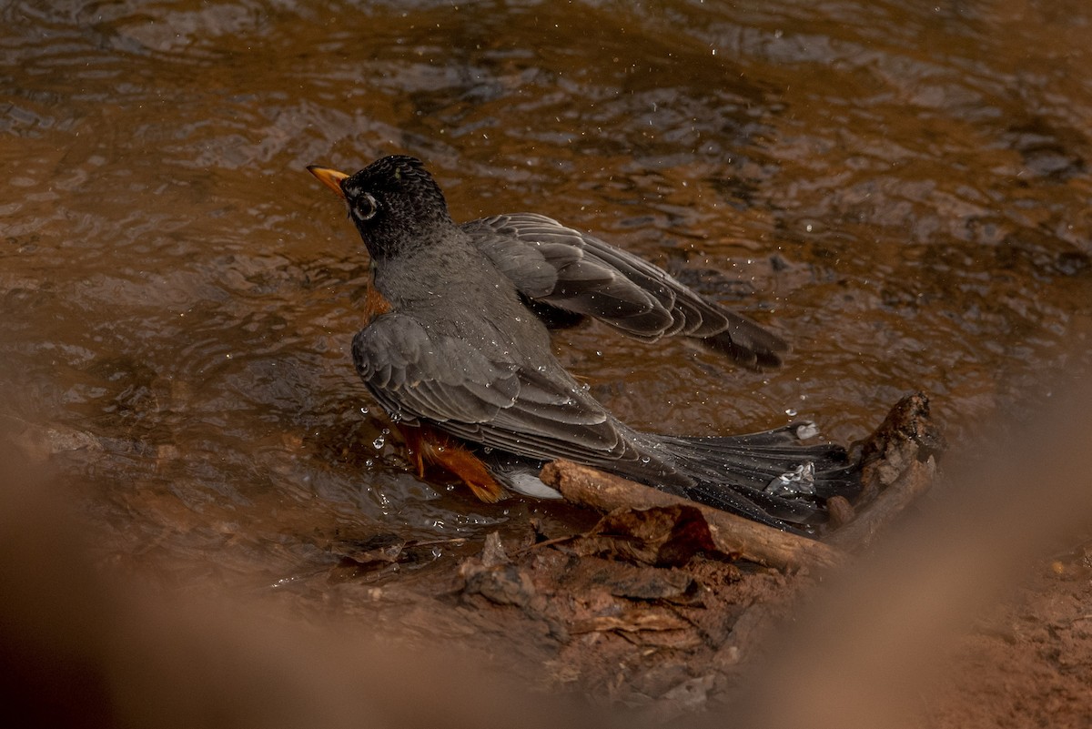 American Robin - Clay Billman