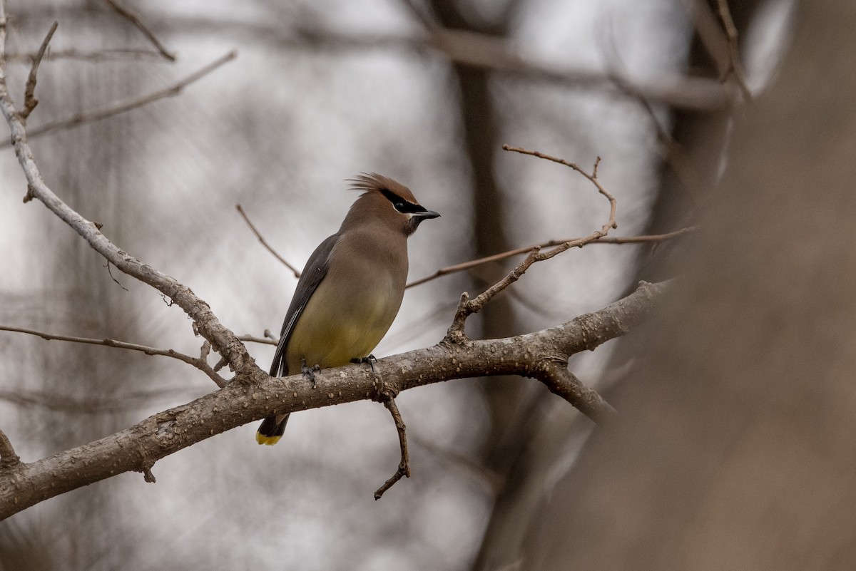 Cedar Waxwing - ML409977121