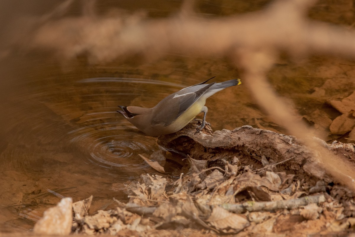 Cedar Waxwing - ML409977271