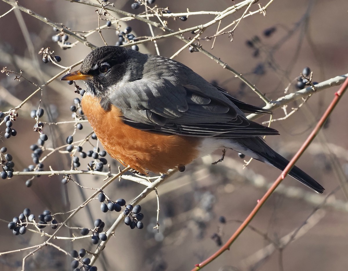 American Robin - ML409977571