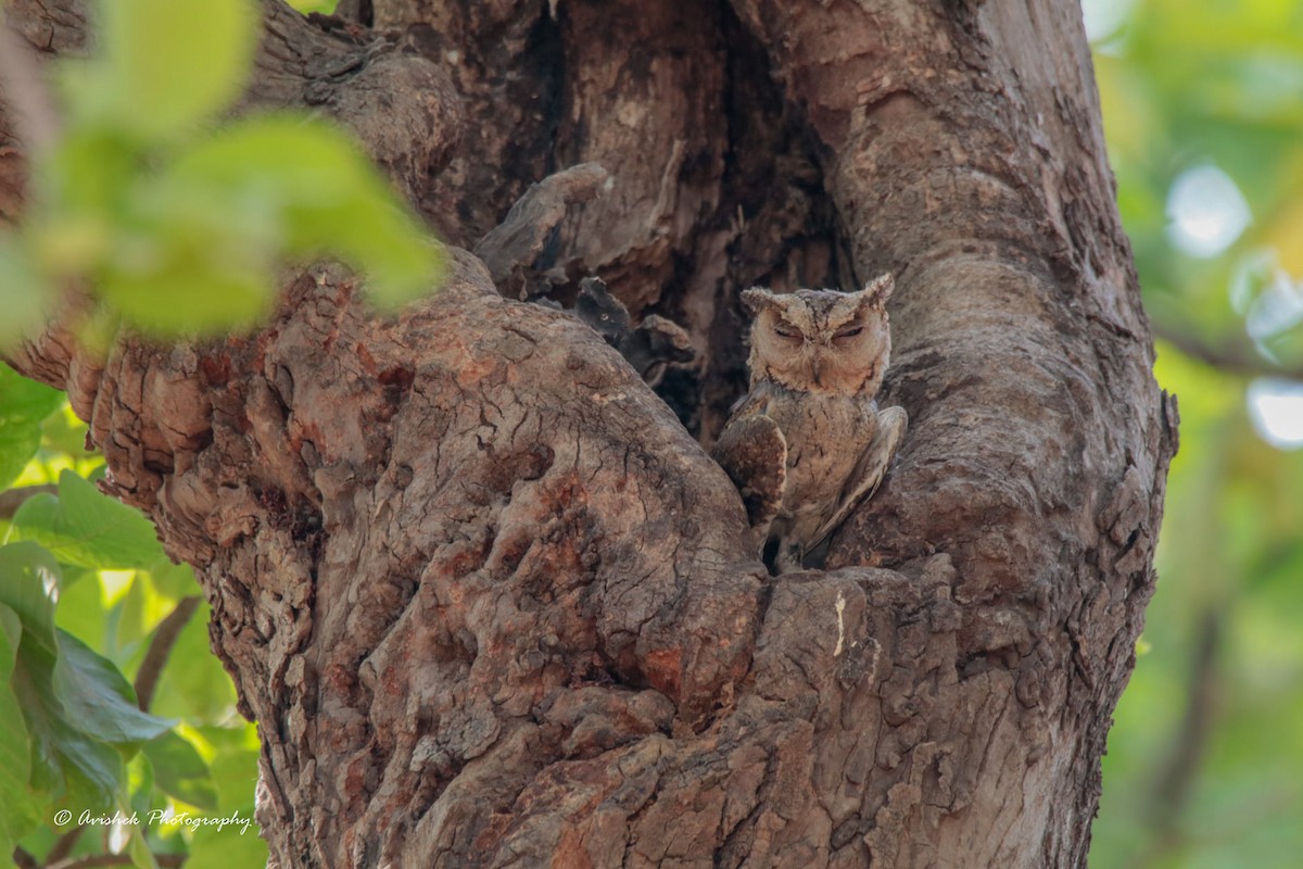 Indian Scops-Owl - Avishek Chatterjee