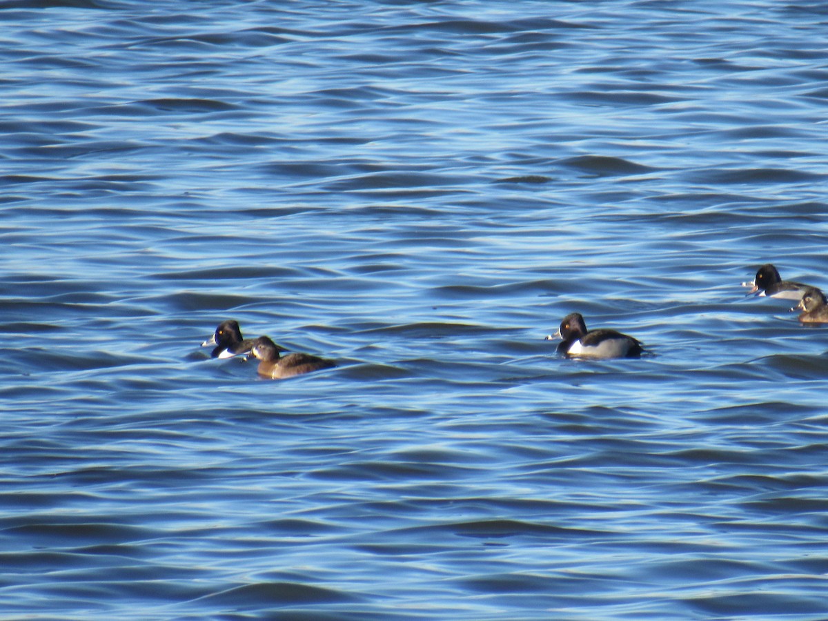 Ring-necked Duck - ML409979041