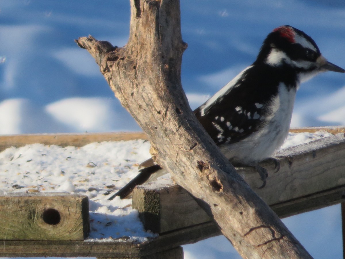 Hairy Woodpecker - ML409980501