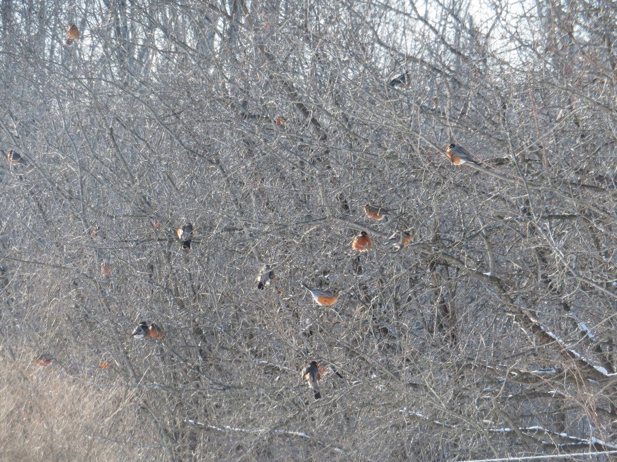 American Robin - Christine Cote