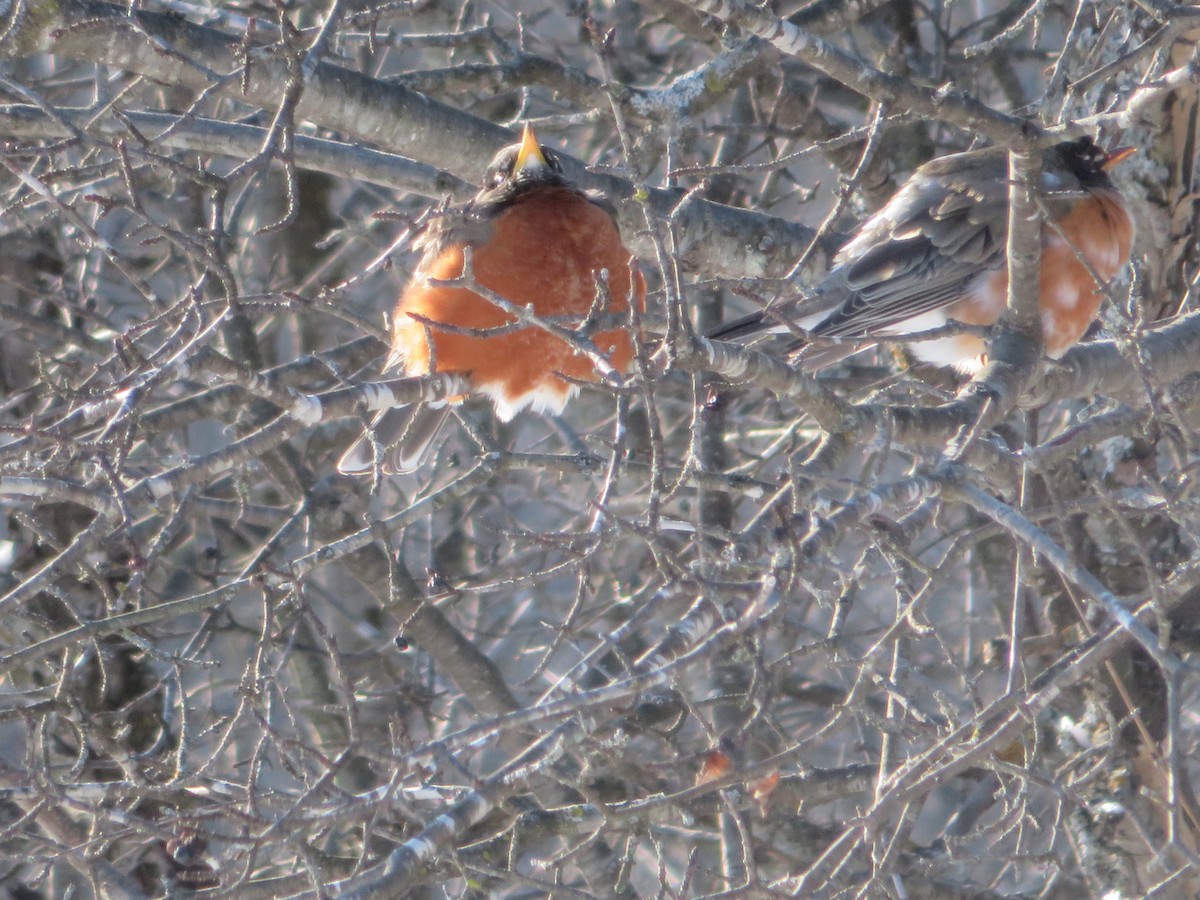 American Robin - Christine Cote