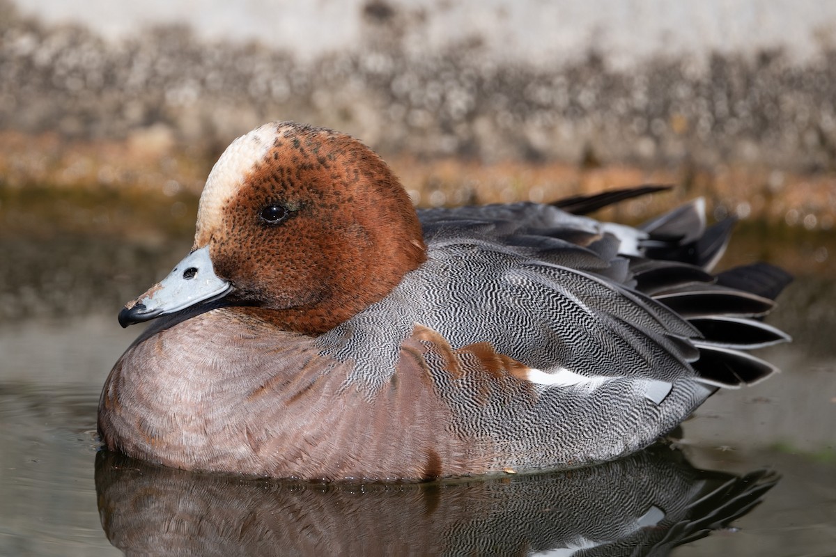 Eurasian Wigeon - ML409983091