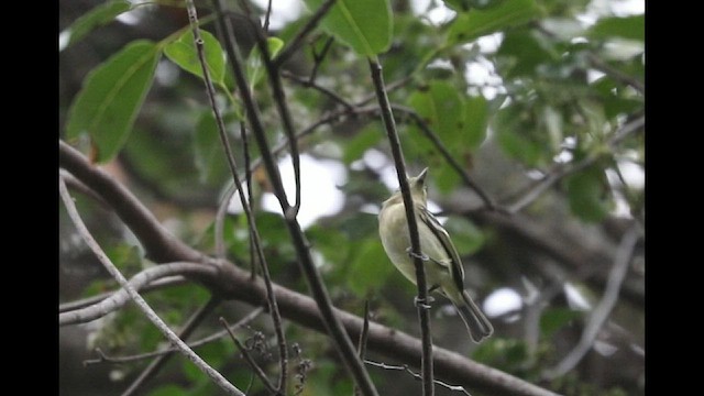 Vireo Piquigrueso - ML409983391