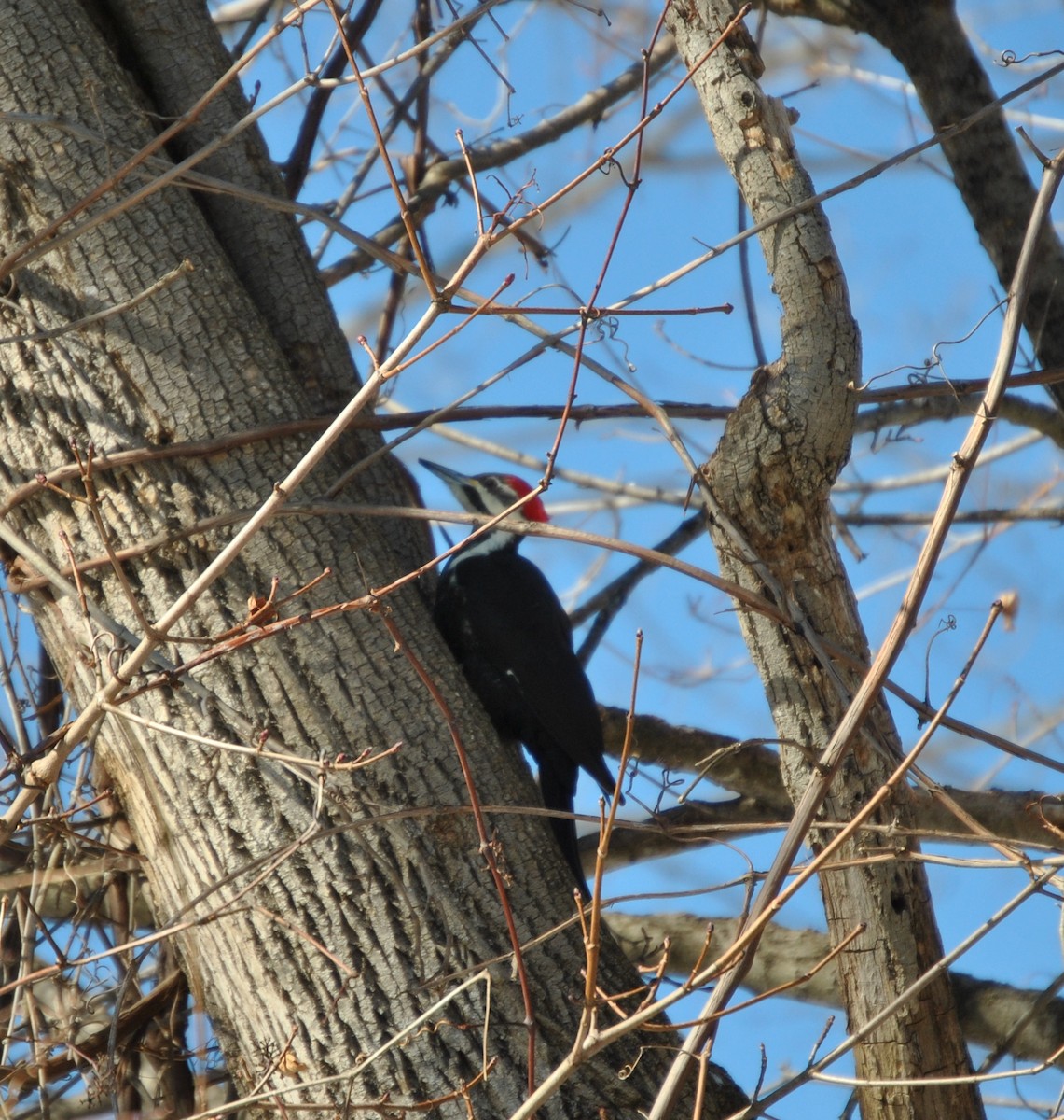 Pileated Woodpecker - ML409983771