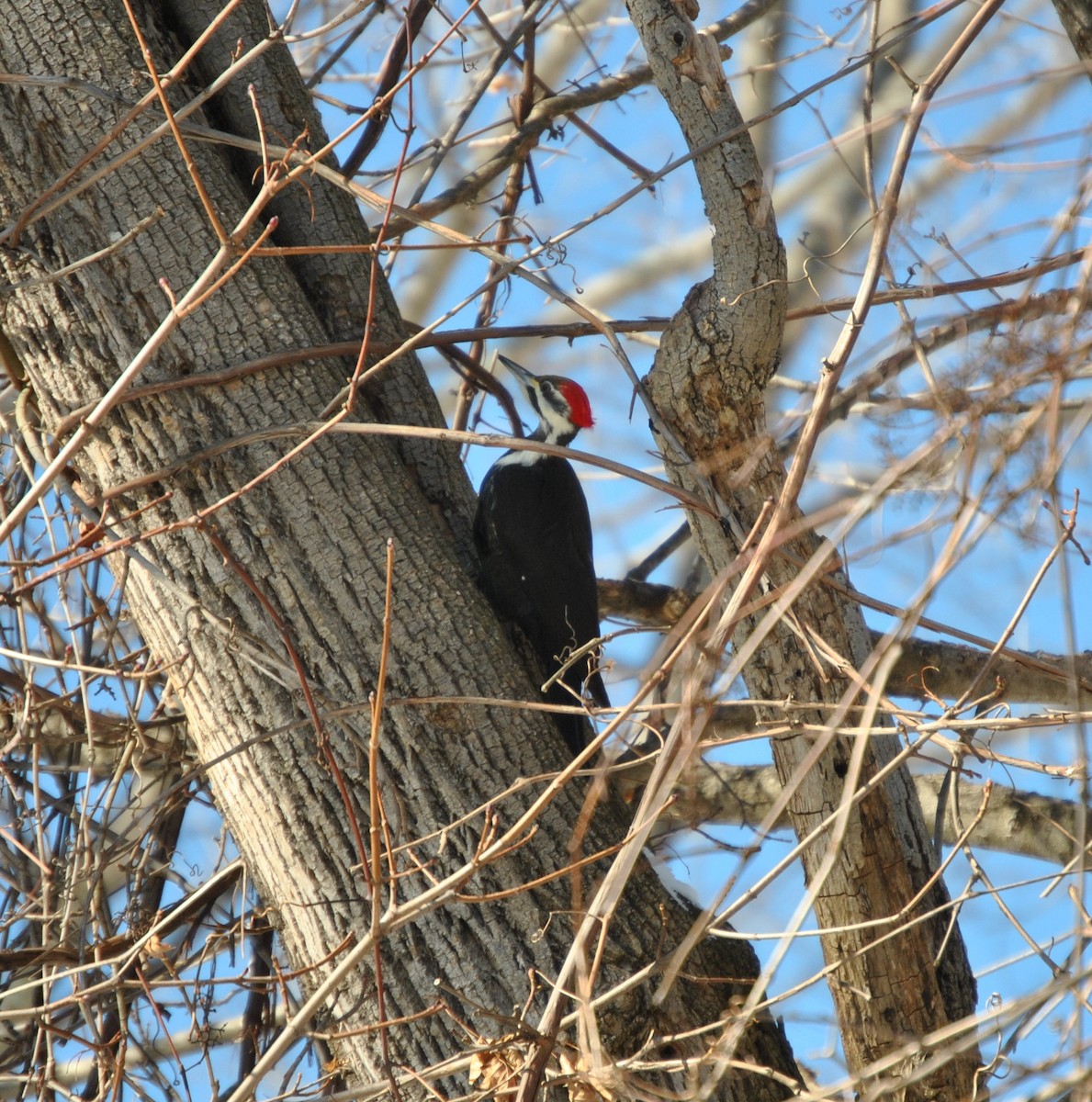 Pileated Woodpecker - ML409983791