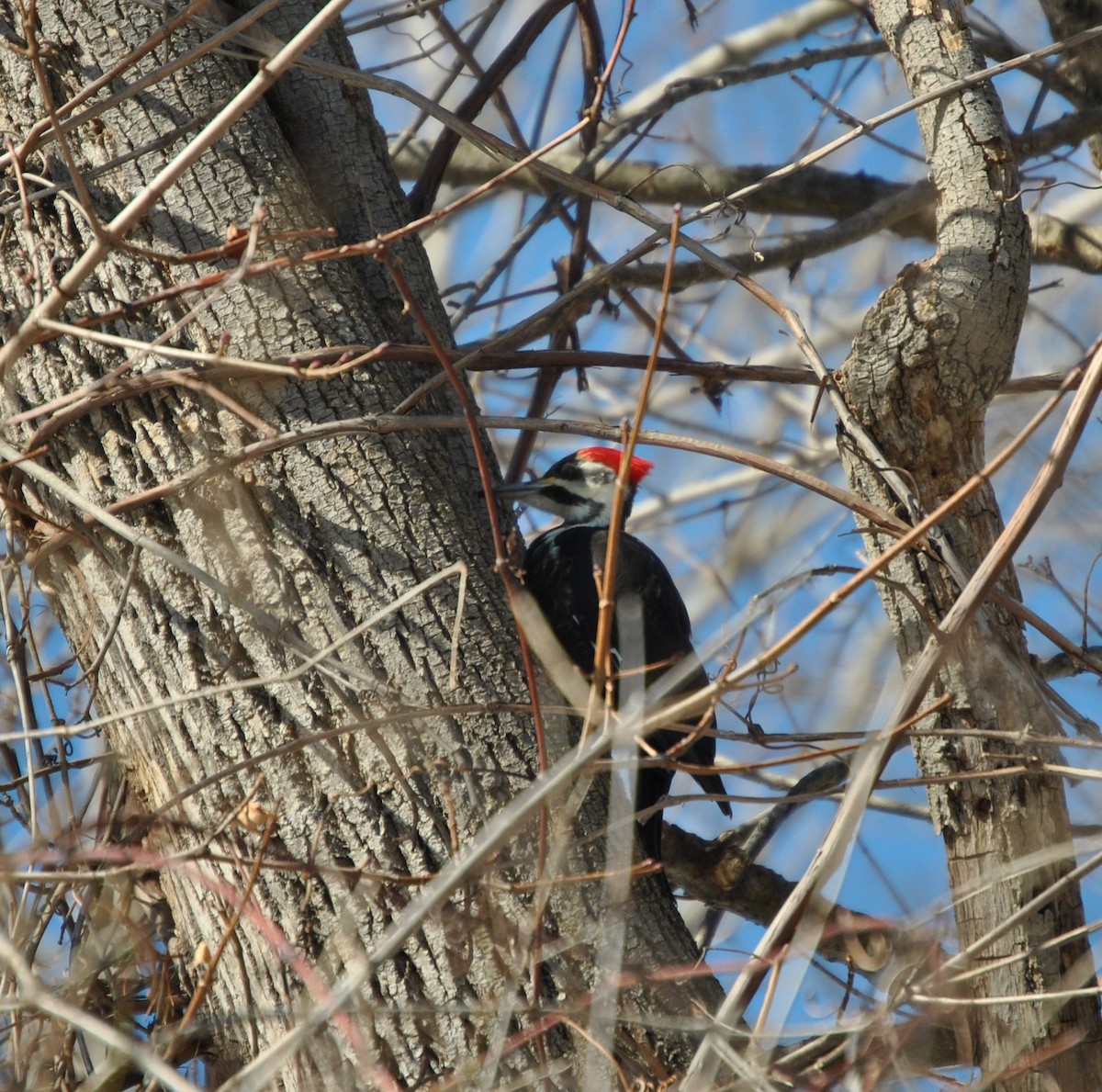 Pileated Woodpecker - Greg Watkevich