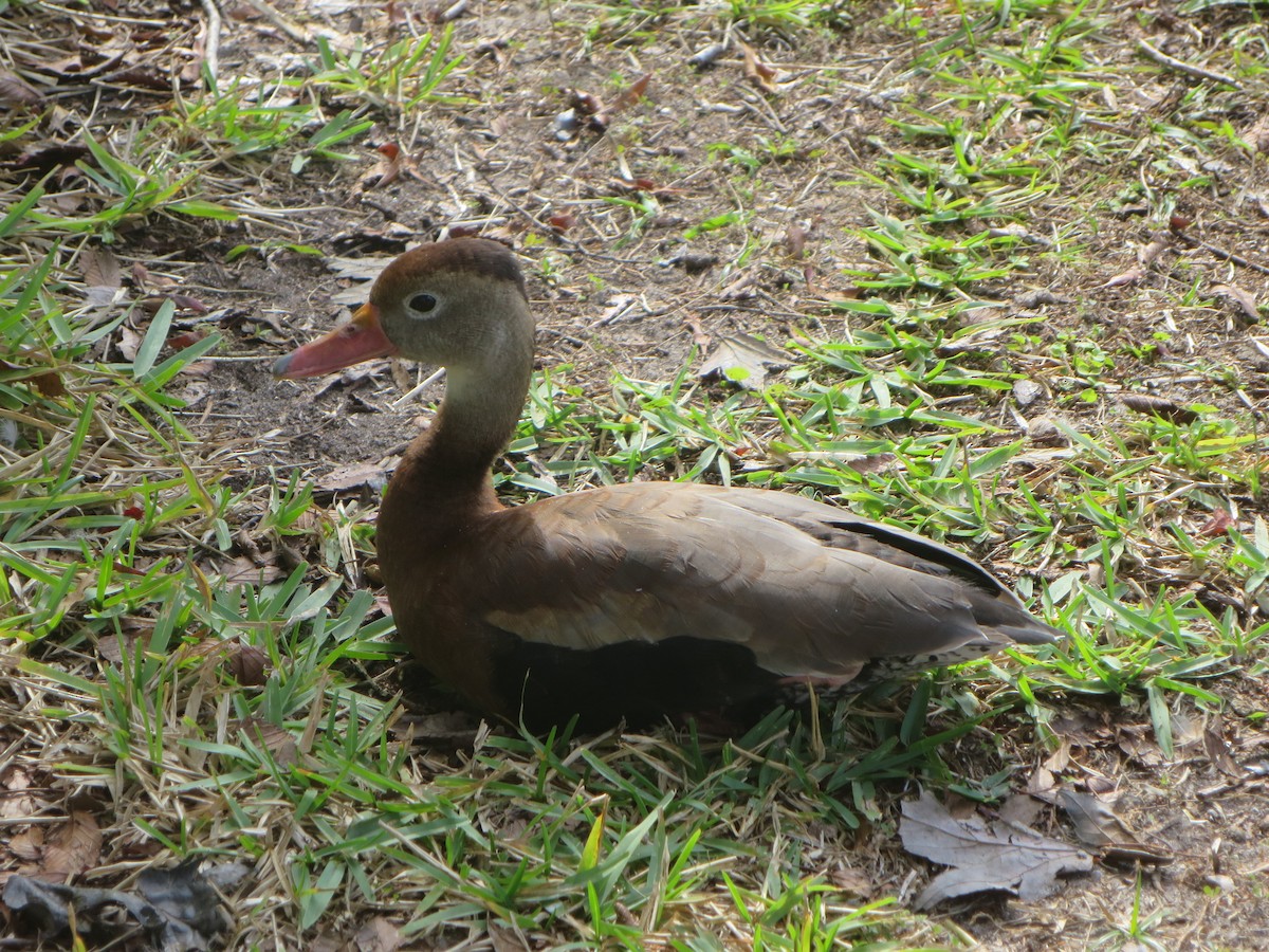 Black-bellied Whistling-Duck - ML409983811