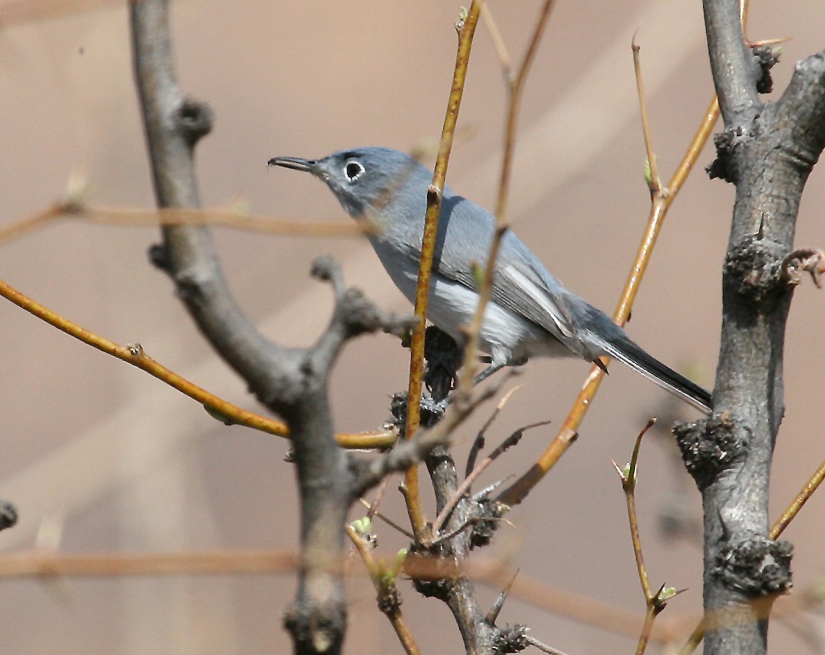 Blue-gray Gnatcatcher - ML409985191