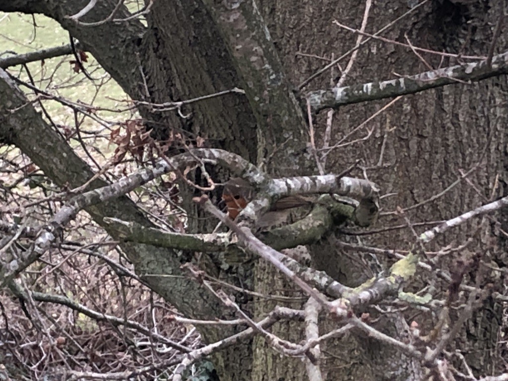 European Robin - ML409986541