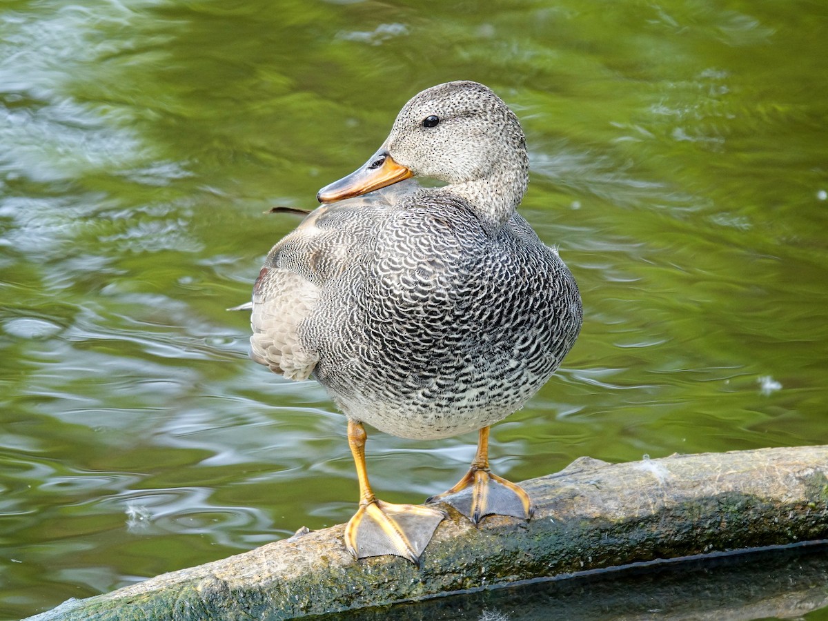 Gadwall (Common) - Daniel König