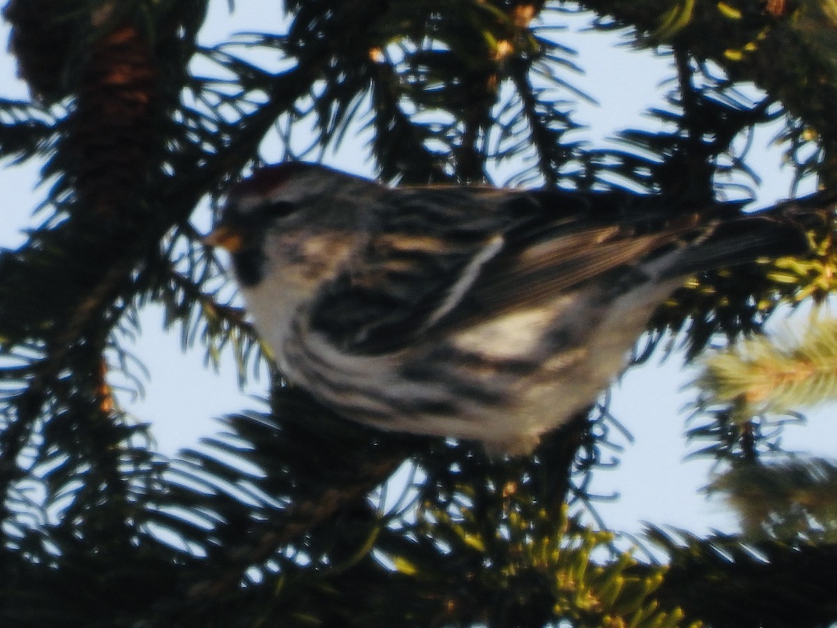 Common Redpoll - Laurence Blight